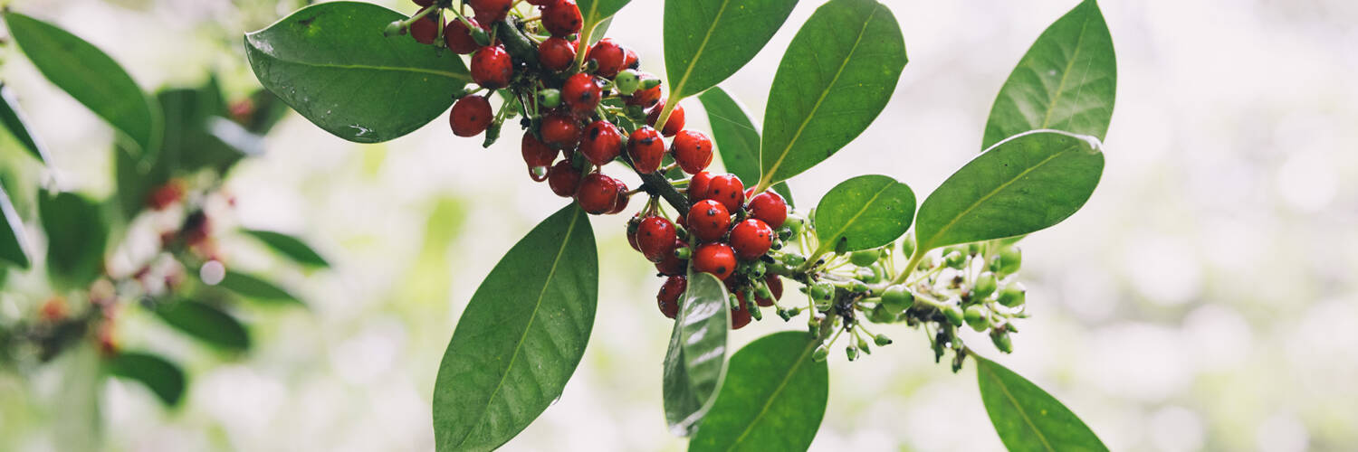 plant with fruit on it