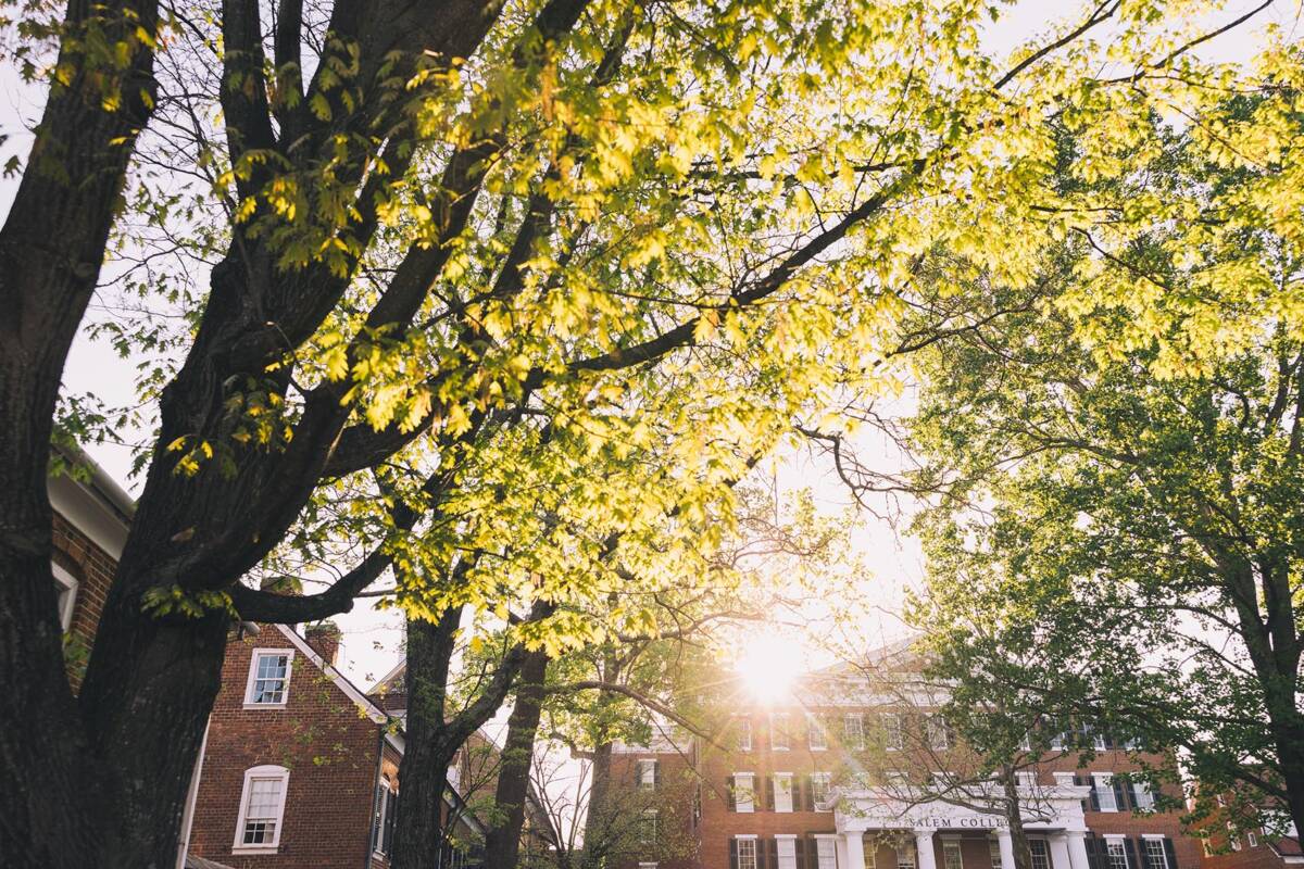 trees and building