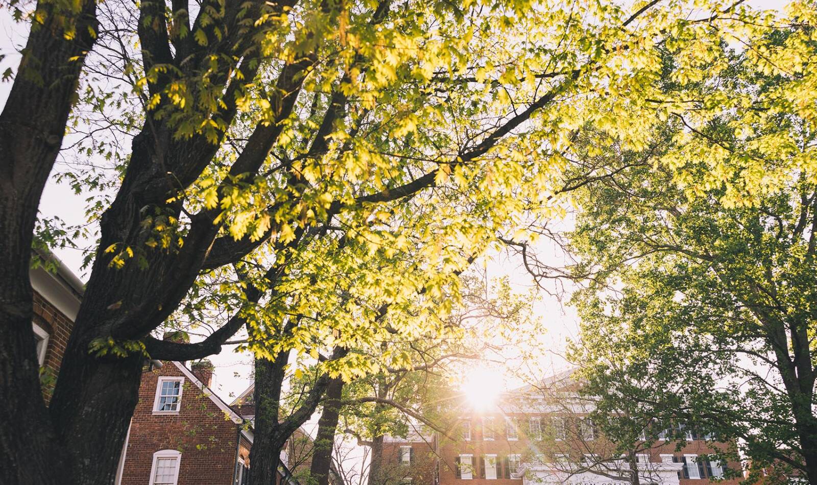 trees and building